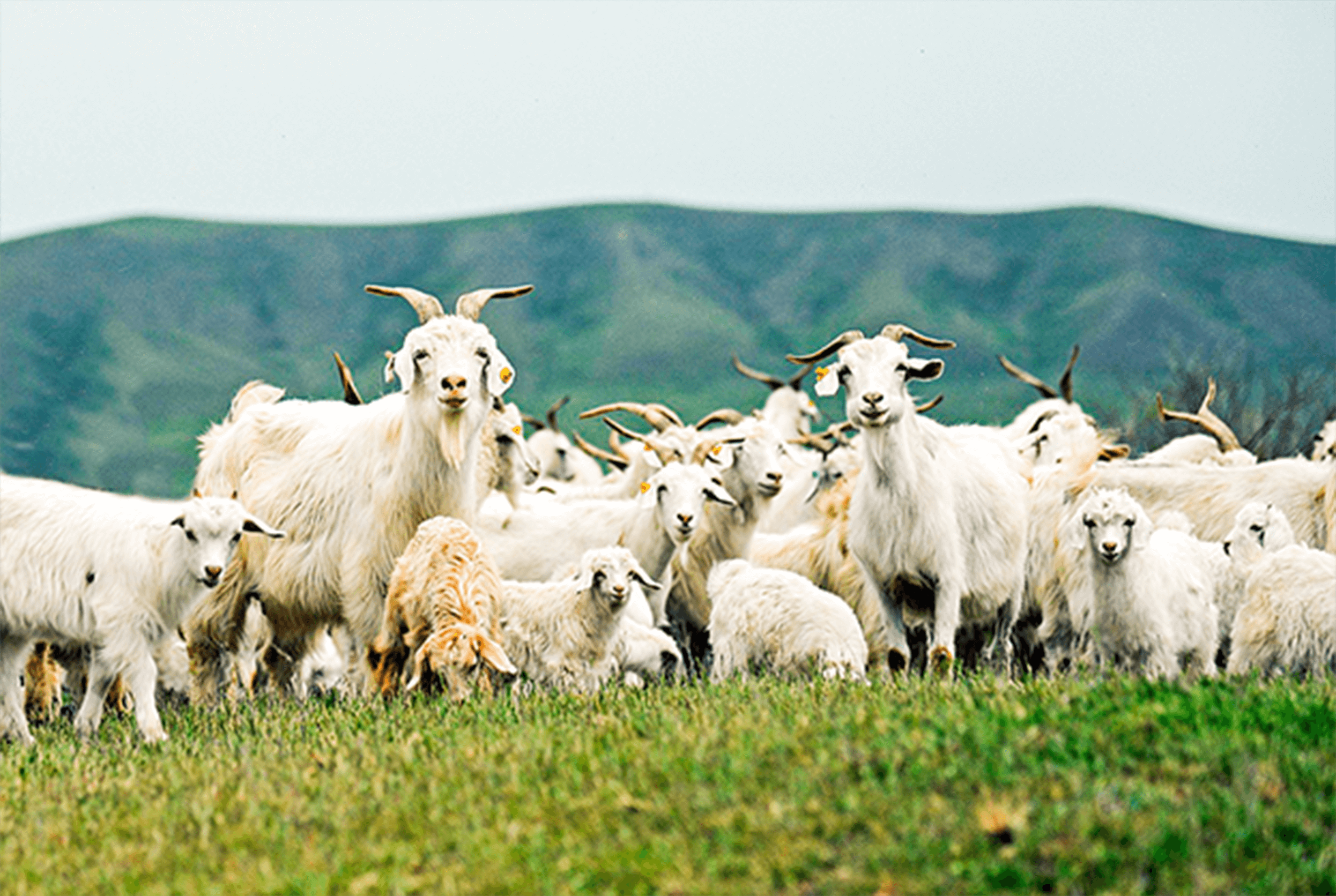 Пуховые породы коз