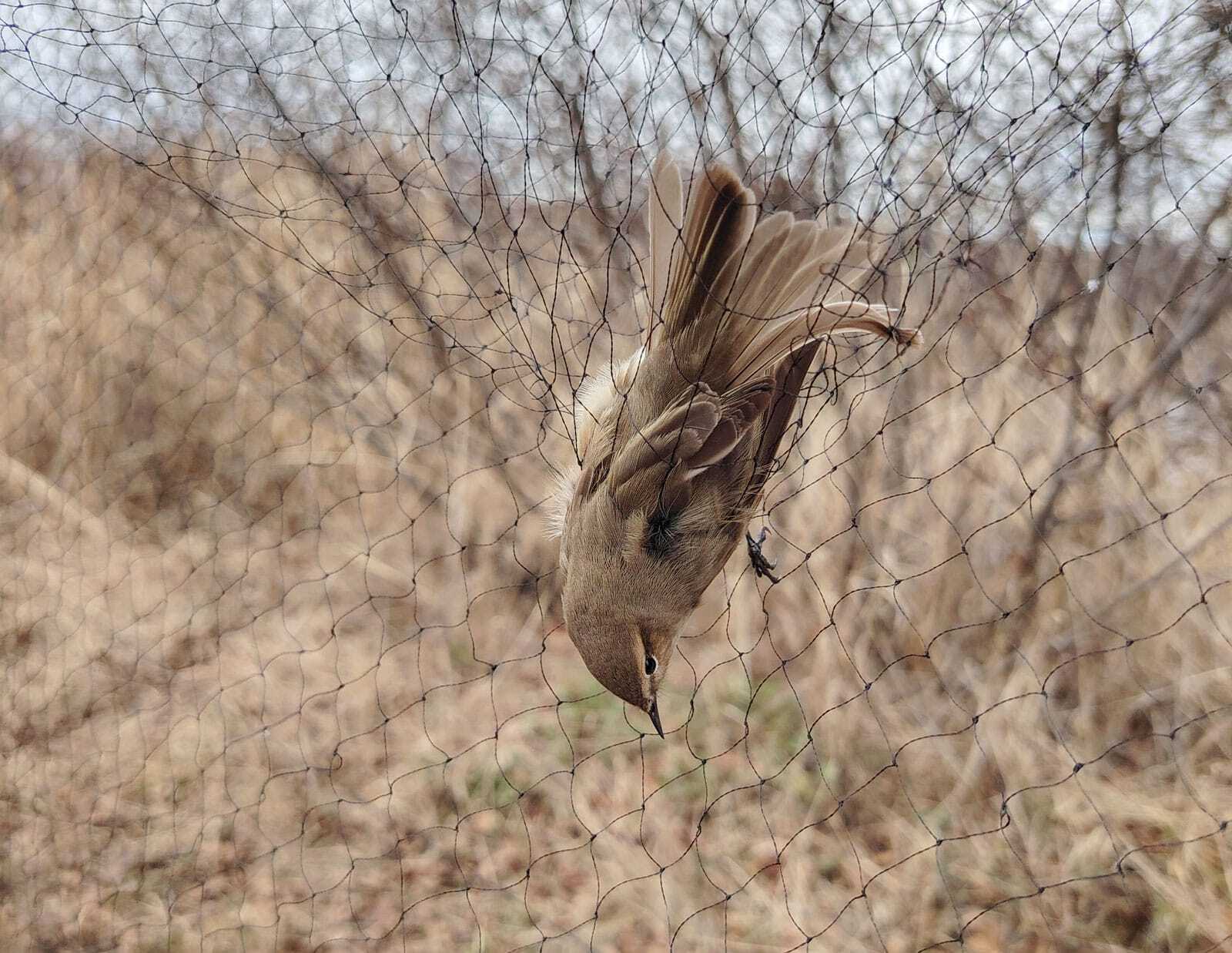 станция кольцевания птиц «Байкальская»