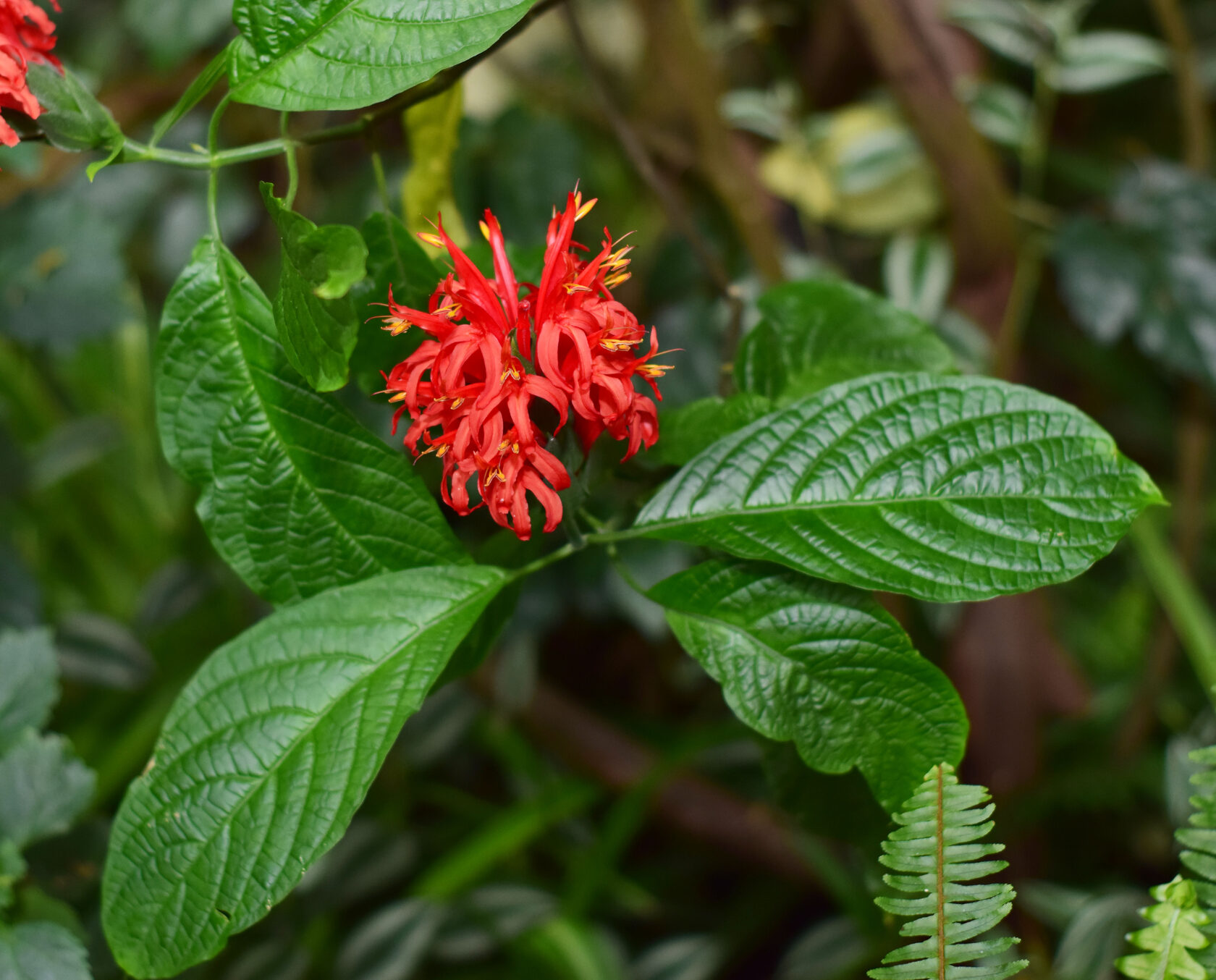Красный пахистахис. Ботанический сад КемГУ. Фото Журавлевой Л.В.