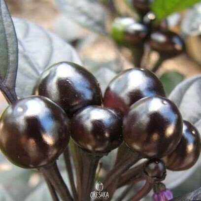 Seeds of Hot pepper Black pearl (Capsicum) — 5 pcs