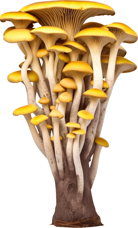 fungis from creative design agency gigitalica