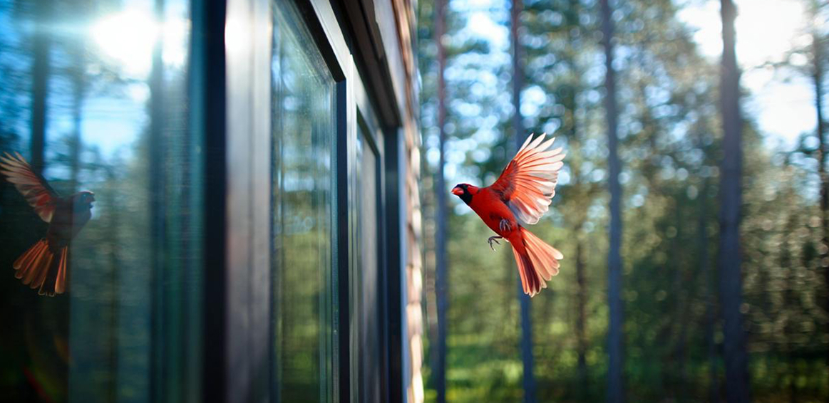 bird photo
