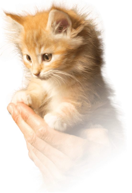 рыжий пушистый котёнок в руках
