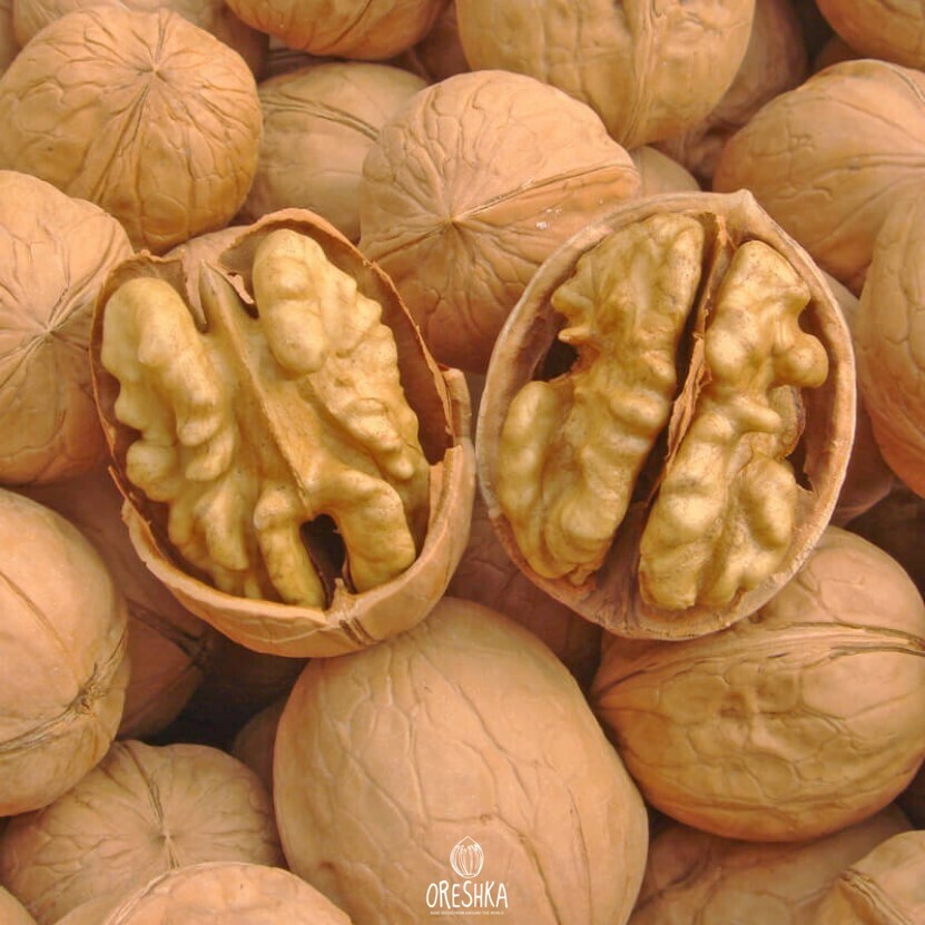 Seeds of Greek walnut large Chile (Juglans regia) — 5 pcs