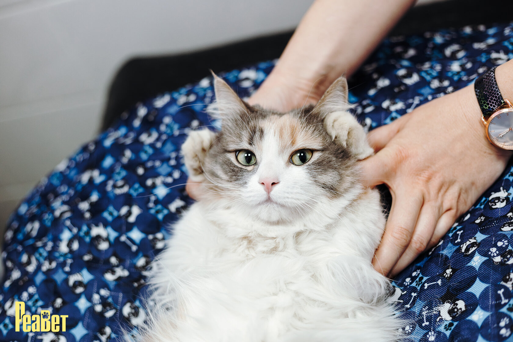 ВИРУСНЫЙ ЛЕЙКОЗ У КОШЕК