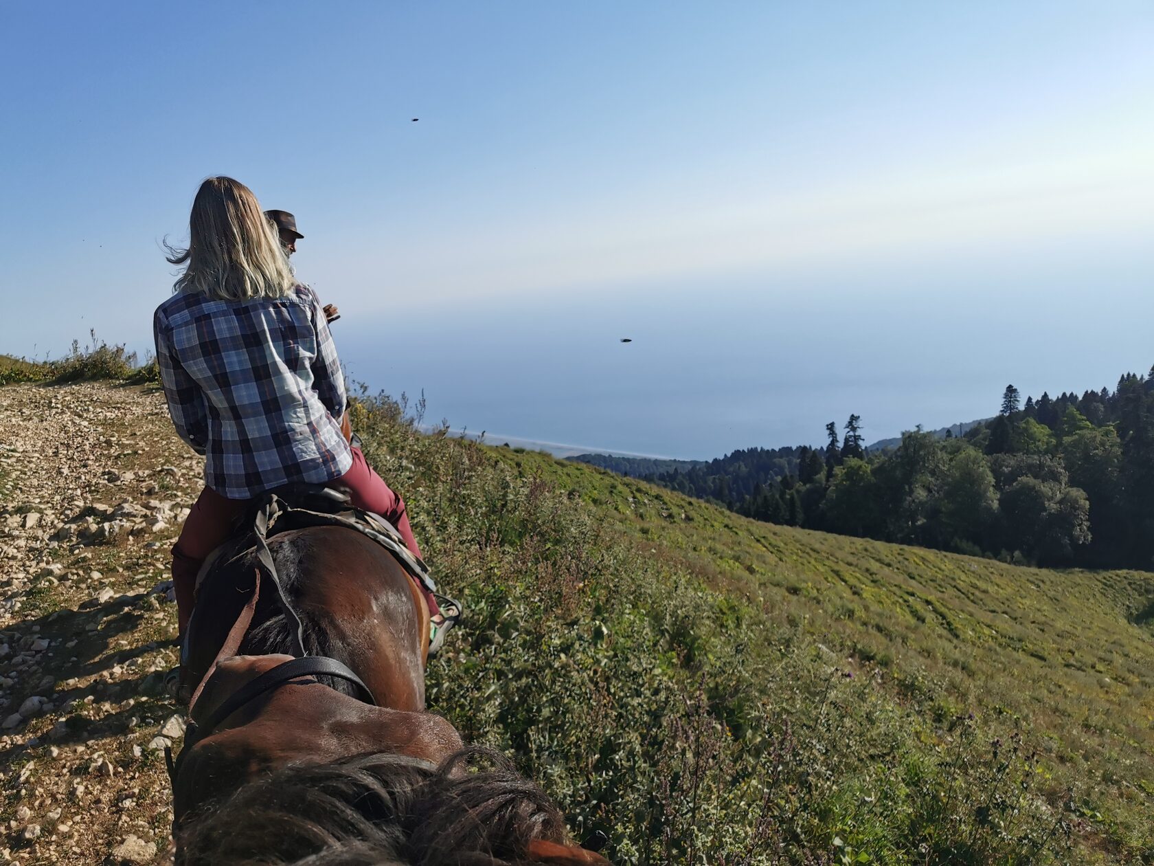 Мамдзышха лошади