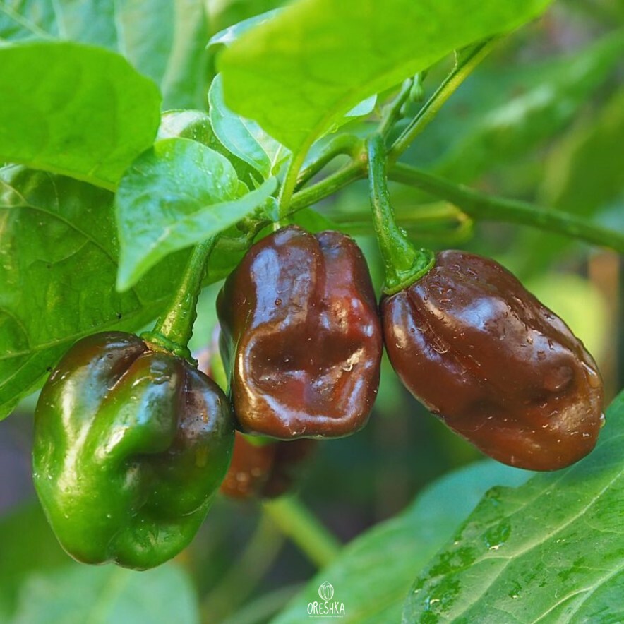 Seeds of Hot pepper Chocolate Habanero (Capsicum) — 5 pcs