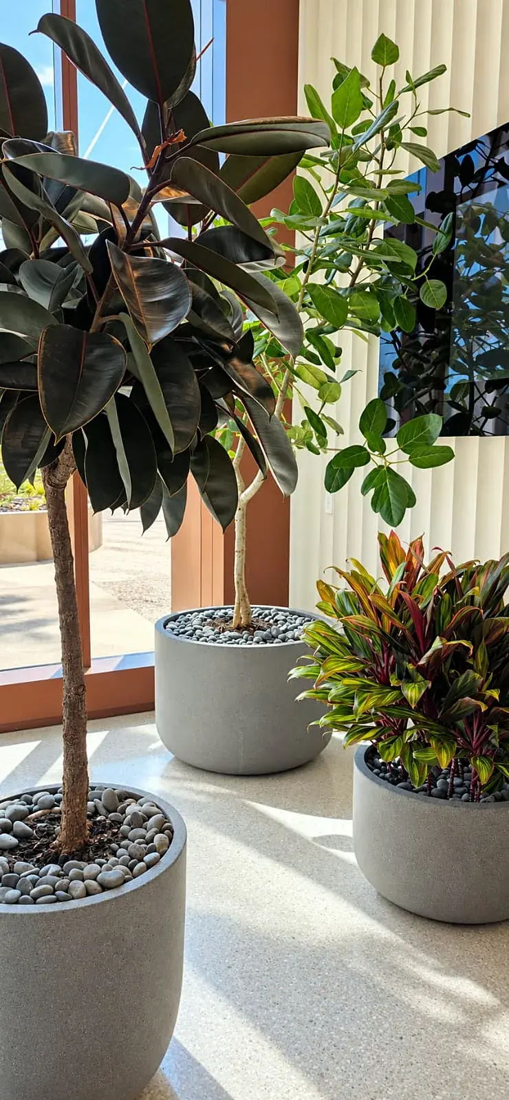 Rubber trees and a croton in gray planters in the lobby