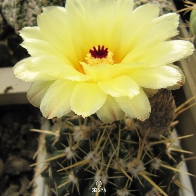 Seeds of Cactus Notocactus submammulosus VG 019 (Notocactus submammulosus VG 019) — 10 pcs