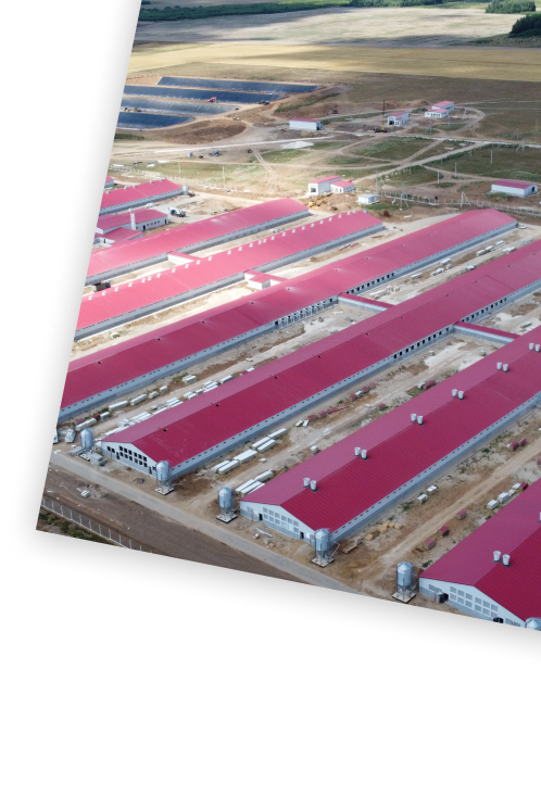 генподряд на свиноводческий комплекс Ярышево