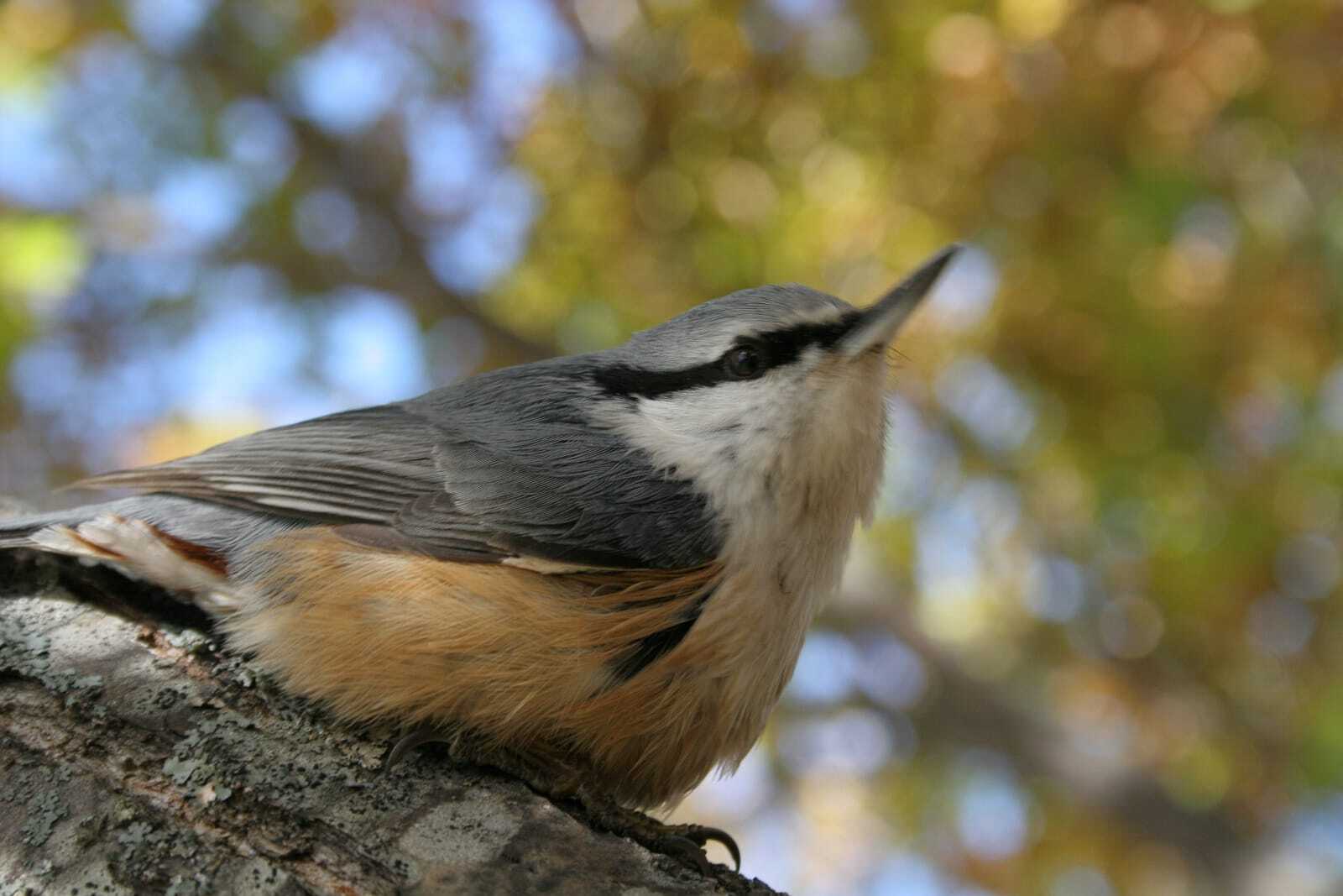 птицы Байкальского заповедника