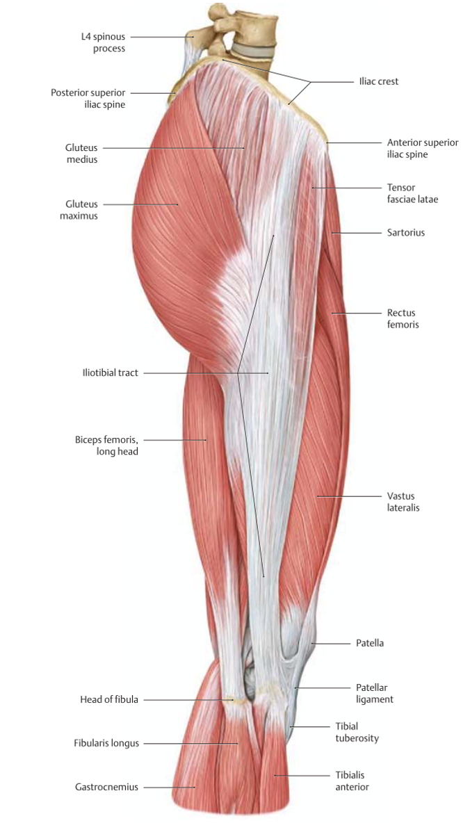 Широкая фасция бедра анатомия