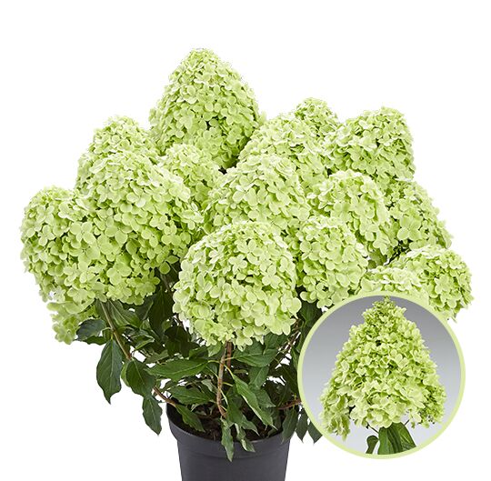 Гортензия метельчатая панчетта