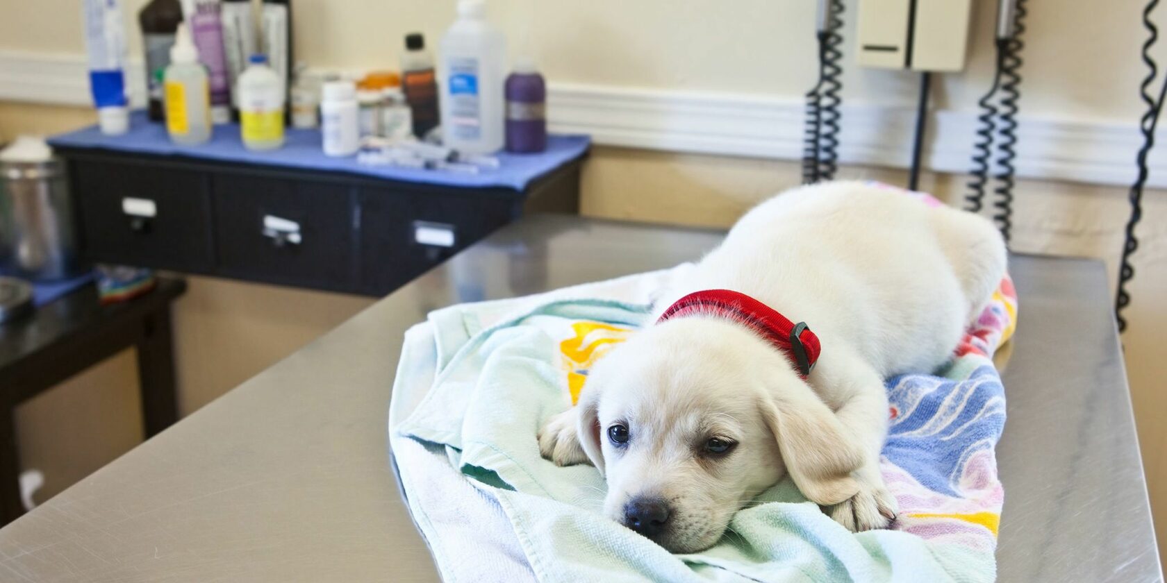Собака простудилась: симптомы, лечение и профилактика простуды