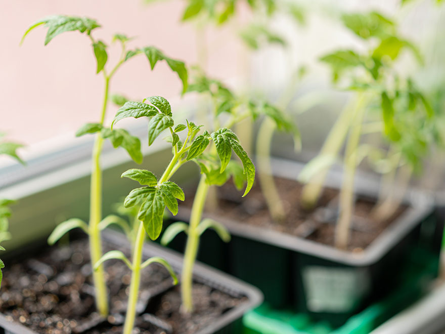 Tomato seedlings in pots, showing healthy growth with several sets of true leaves, ready for transplanting outdoors.