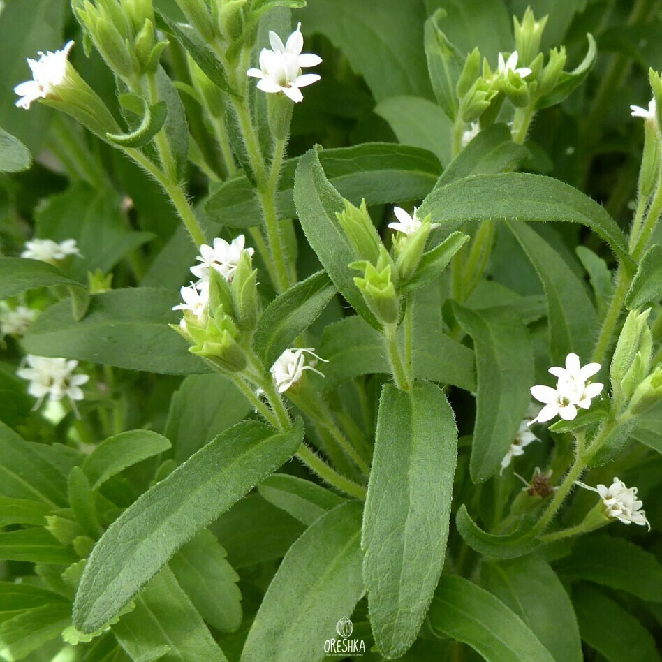 Seeds of Stevia (Stevia rebaundiana) — 30 pcs