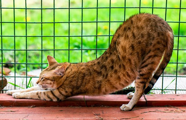 Кошка породы Саванна