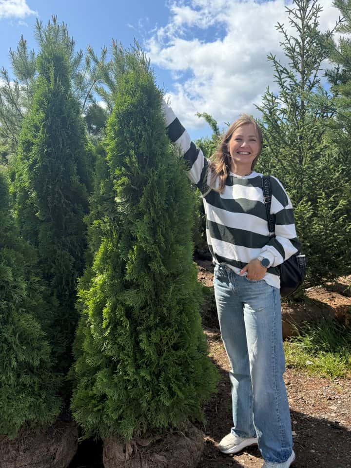 туй на новой риге свежие поступления