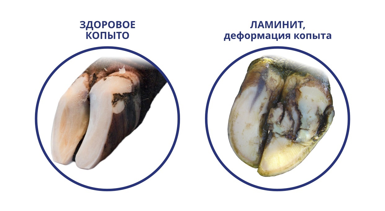 Что такое верблюжье копытце? Что такое верблюжье копытце?