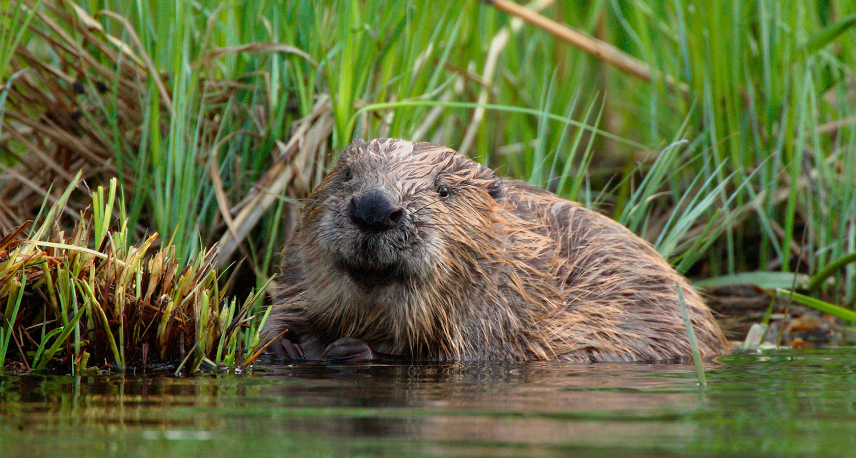 10 бобру. европейский бобр. что ест речной бобр. бобры брянской области.