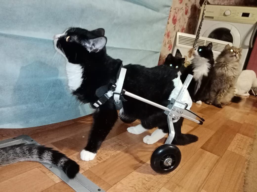 Schäferhund mit Rollstuhl