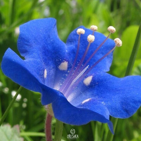 Seeds of Phacelia Sapphire - 80 pcs