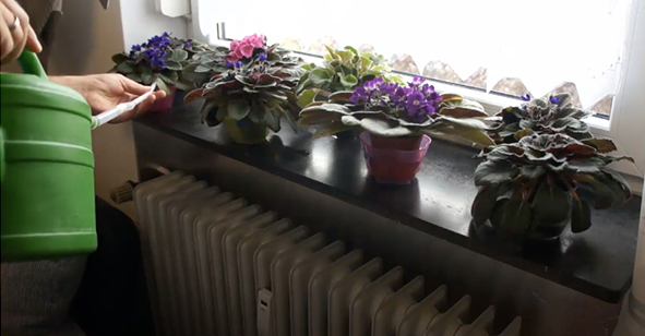 Ионизатор воды при поливе растений