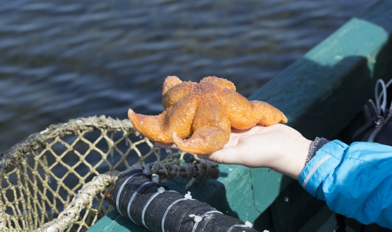 Морская звезда