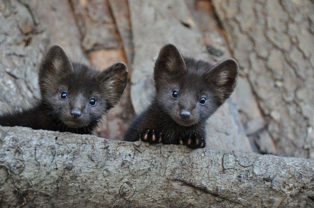 Баргузинский соболь