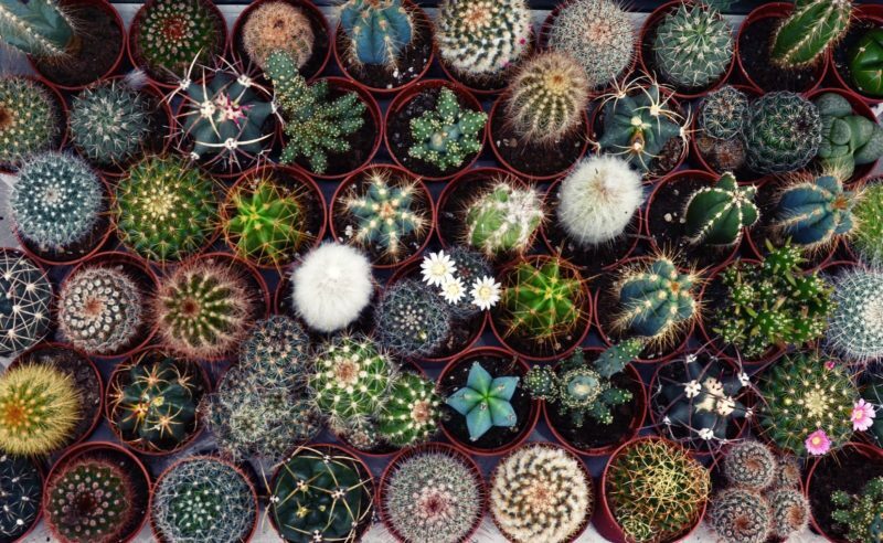 Is San Pedro Cactus the Same as Peyote? (Mescaline is the Game Changer)