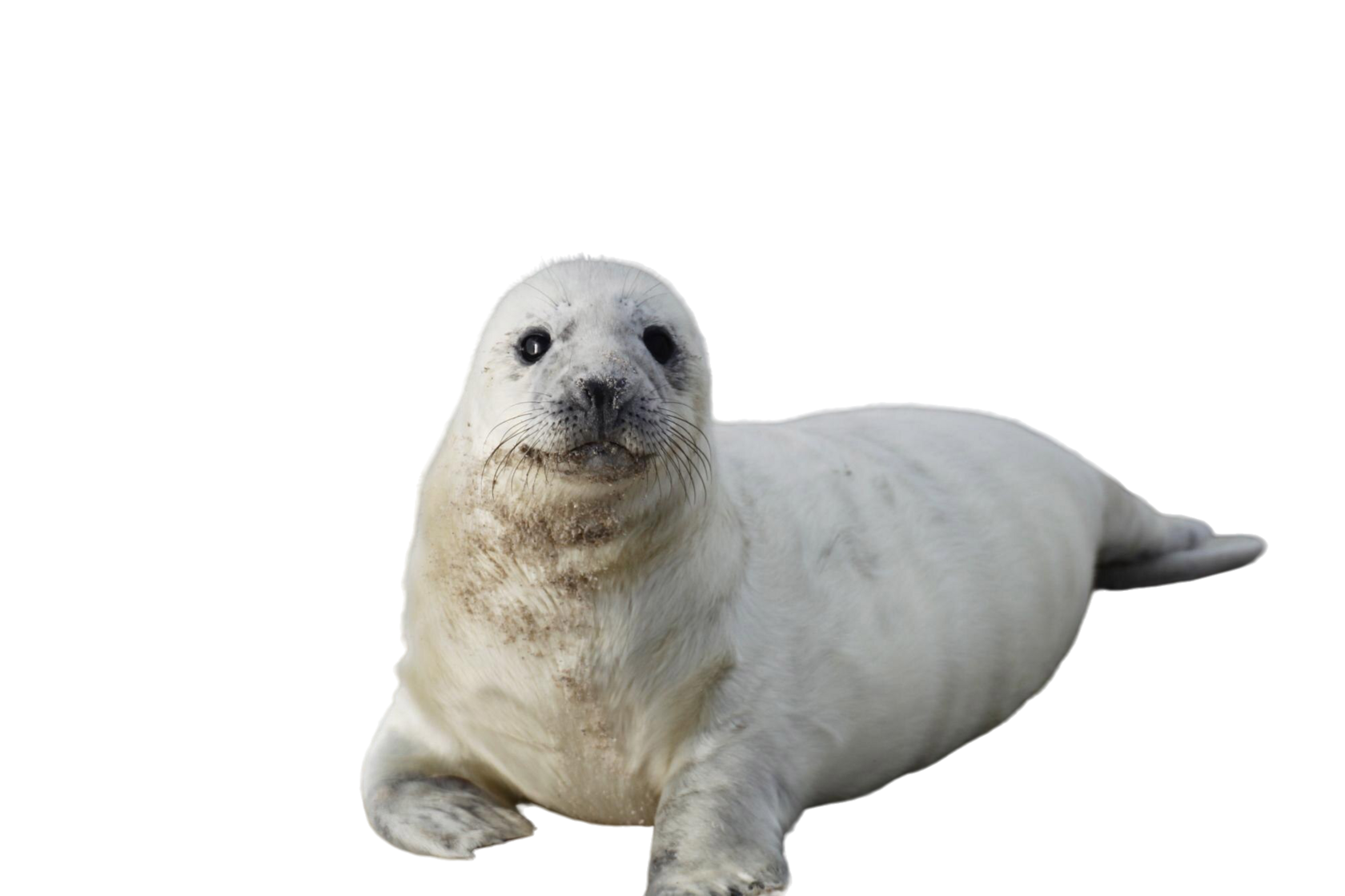 Альпака в путешествии по Аргентине