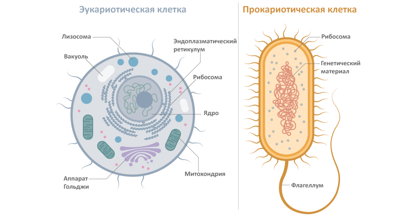 В клетках бактерий есть ядро. Строение клетки прокариот и эукариот. Прокариотическая клетка bacteria. Строение прокариотической и эукариотической клеток. Строение прокариот и эукариот.