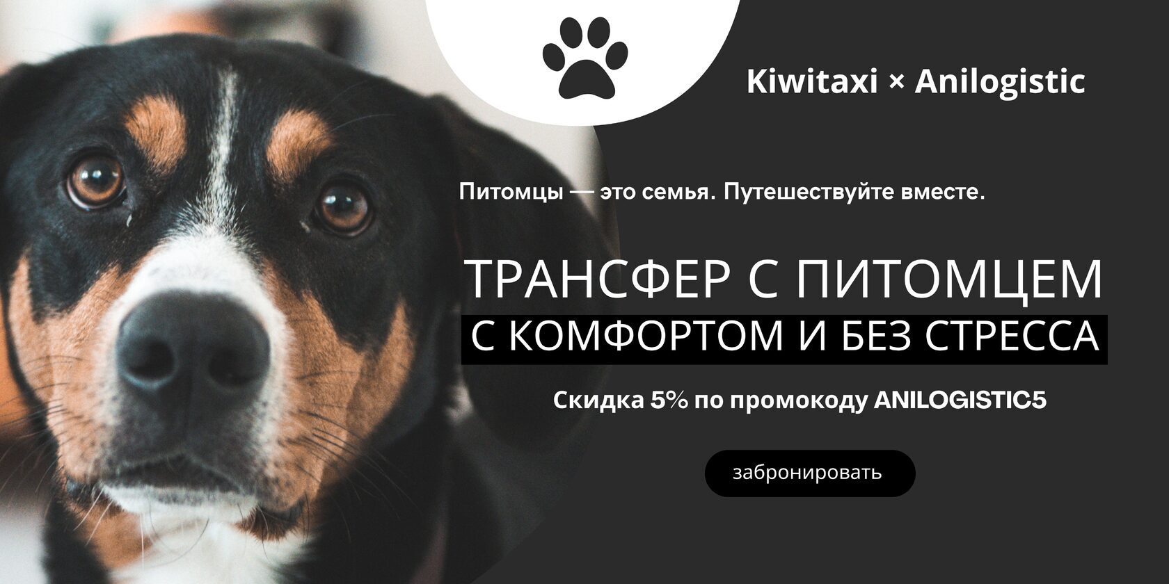 Трансфер с питомцем через Kiwitaxi: промокод ANILOGISTIC5