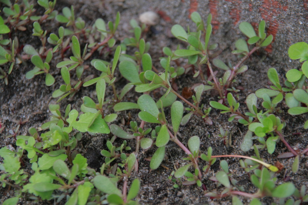 Сорняки на обед