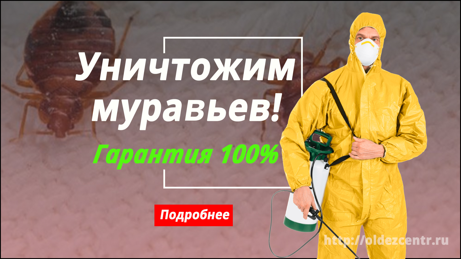 Уничтожение муравьев в квартире - дезинфекция и обработка от муравьев по  выгодной цене в Казани