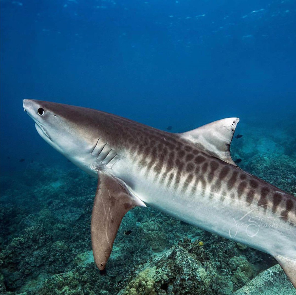 Самые необычные виды акул и скатов, находящиеся на грани вымирания