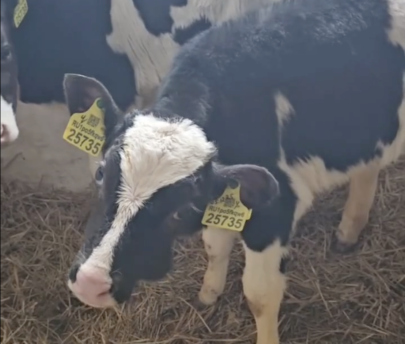 Искривление шеи у теленка, как признак микоплазмоза