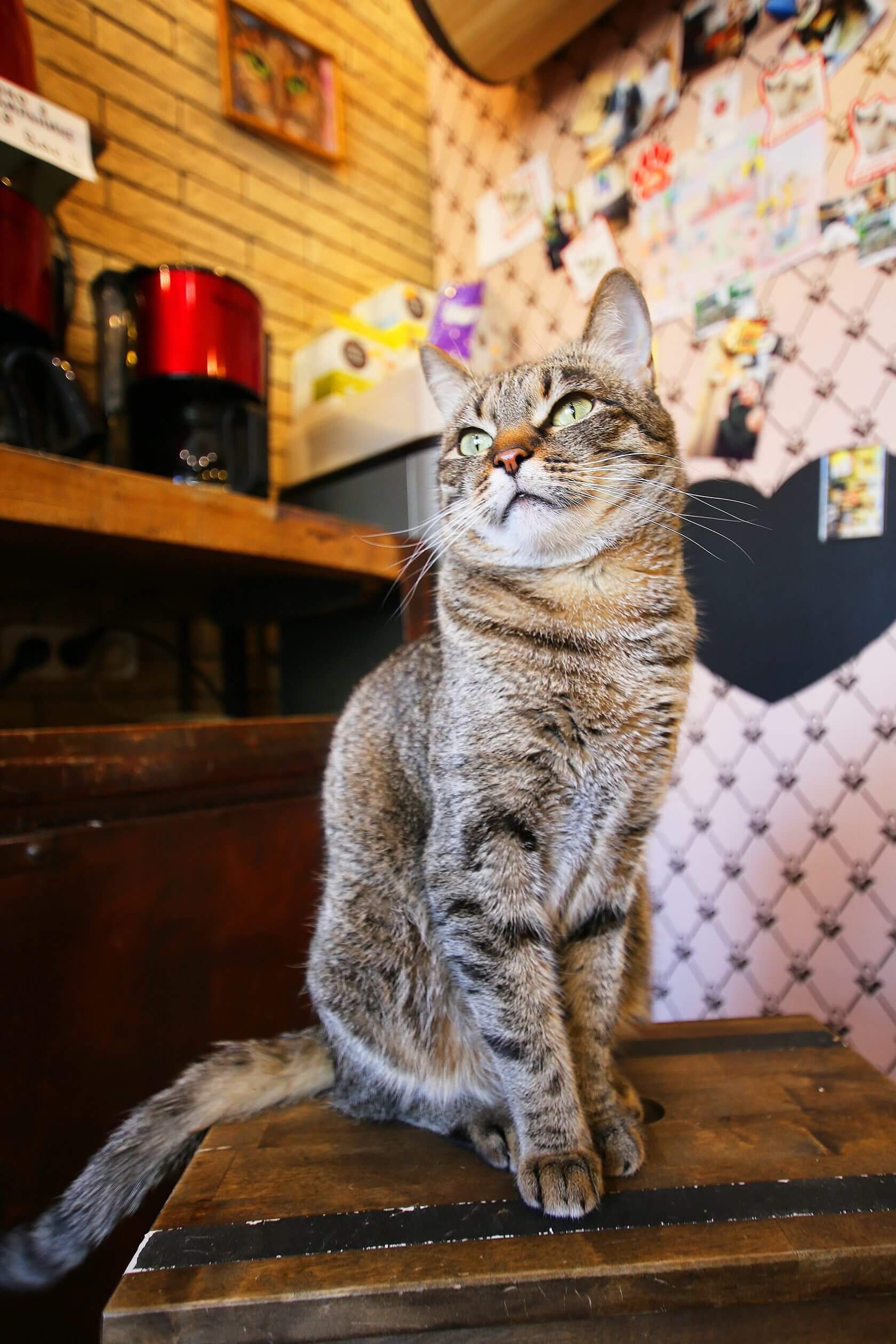 Buy a cat near me discount