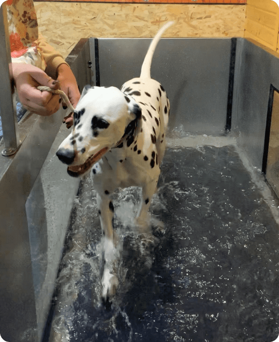 Ветеринарная клиника, ветклиника, реабилитационный центр для животных