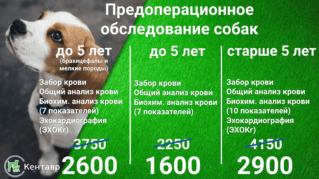 Ветклиника Кентавр