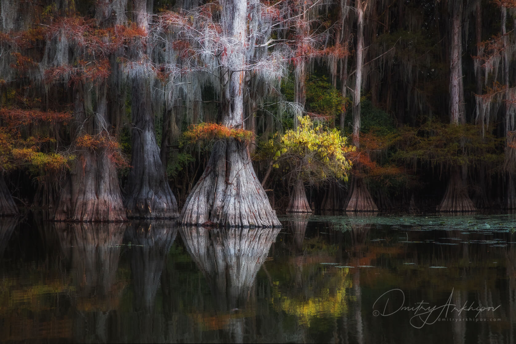 Кипарисовые болота Луизианы - фотоотчет.