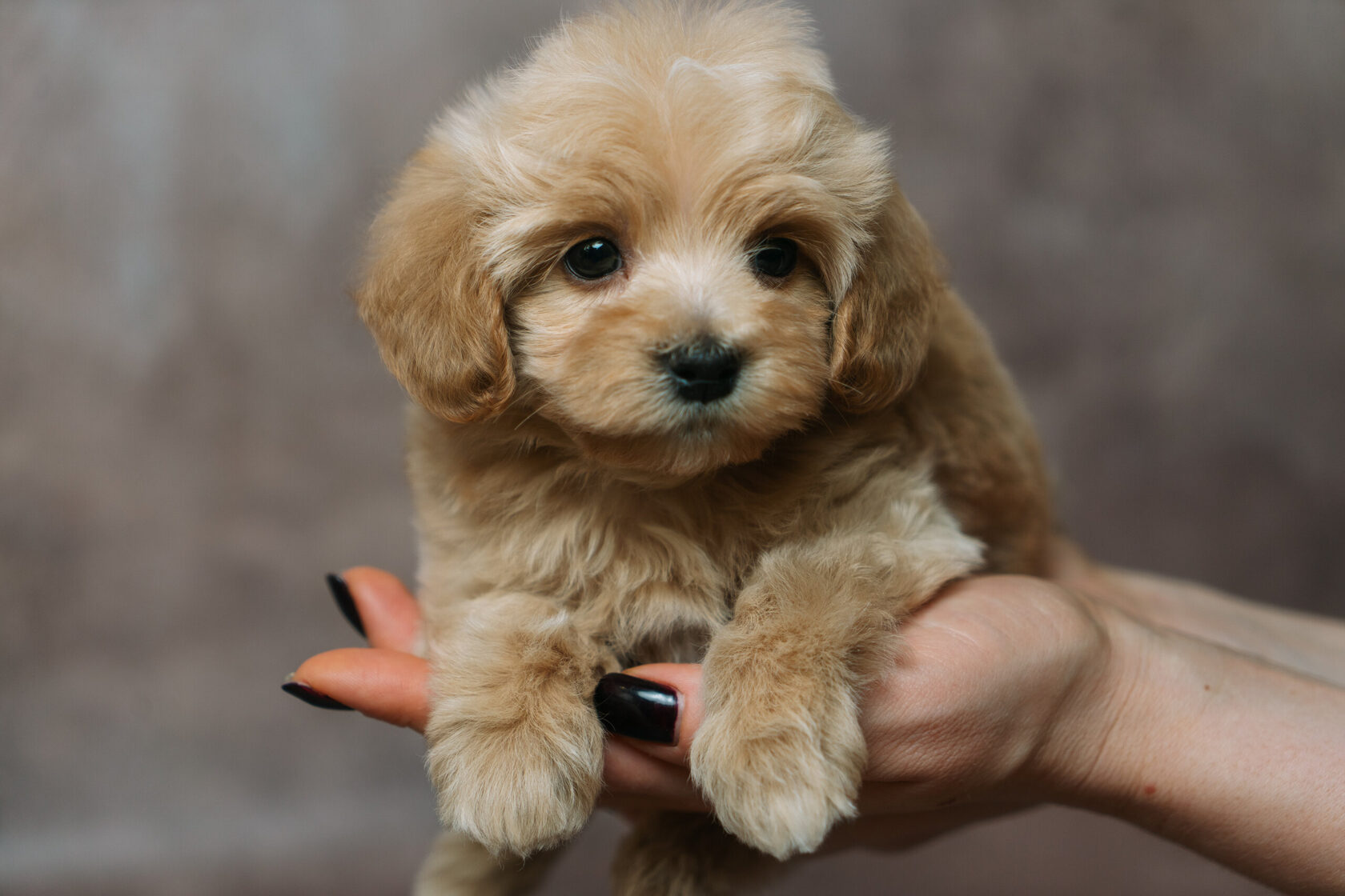 мальтипу, maltipoo, мальтипу фото, мальтипу цена, купить мальтипу, щенок мальтипу, щенки мальтипу, maltipoo puppy, maltipoopuppy, мальтипу ф1, мальтипу ф2, мальтипу мини, мальтипу стандарт, окрасы мальтипу, красный мальтипу, мальтипу ред браун, карамельны