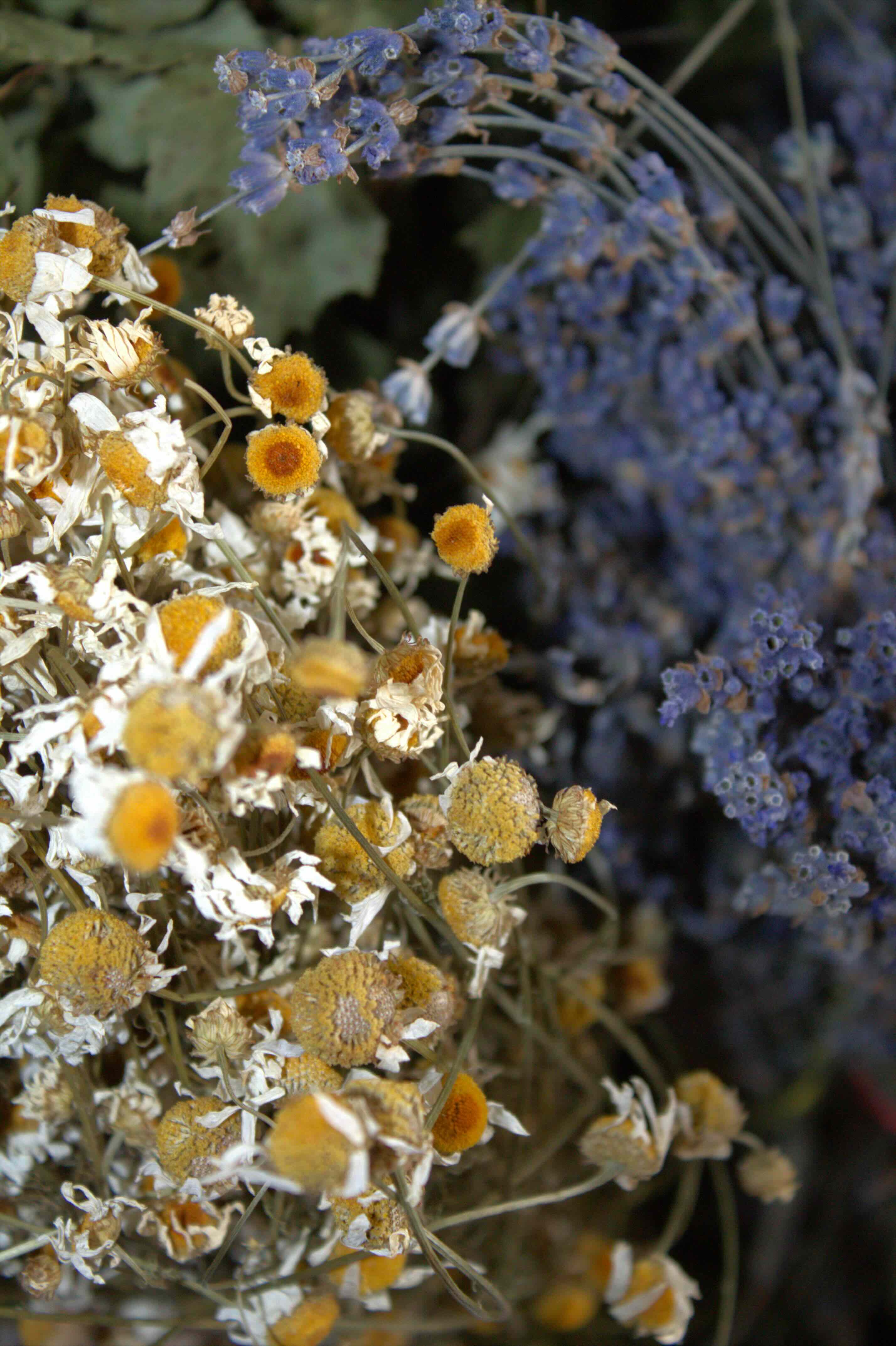 Программа ЦАРСКАЯ