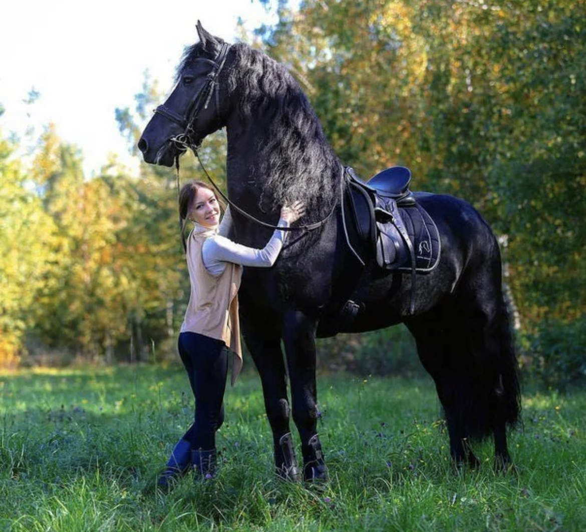 Fairytale horse. Fairytale Horse конный клуб. Планерная лошадь. Black Horse конный клуб.