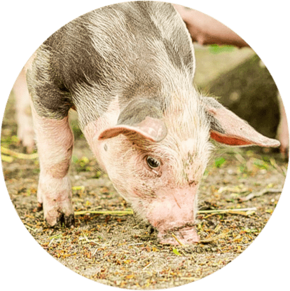 Изображение свиньи, которая ест