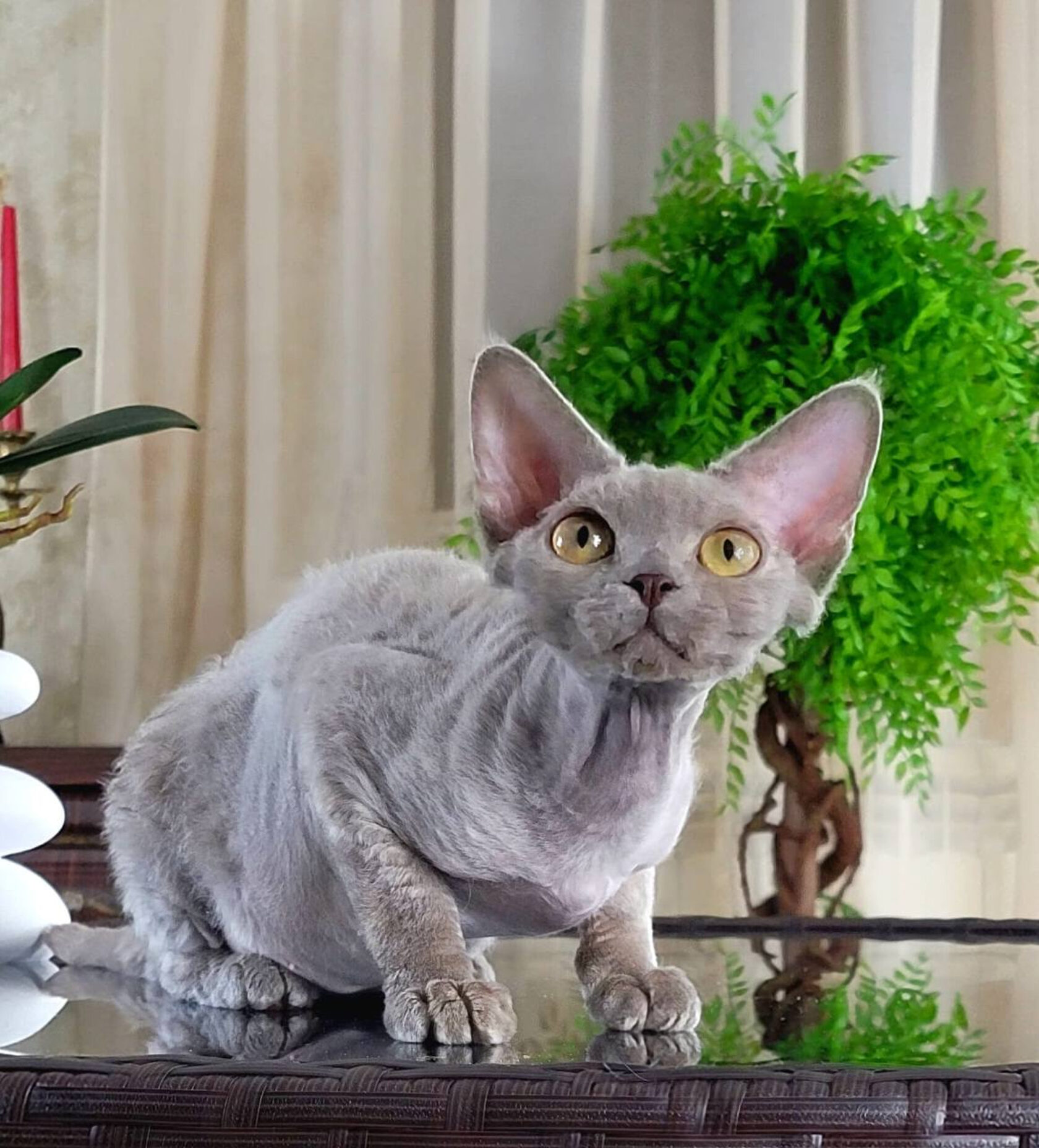 Devon-Rex