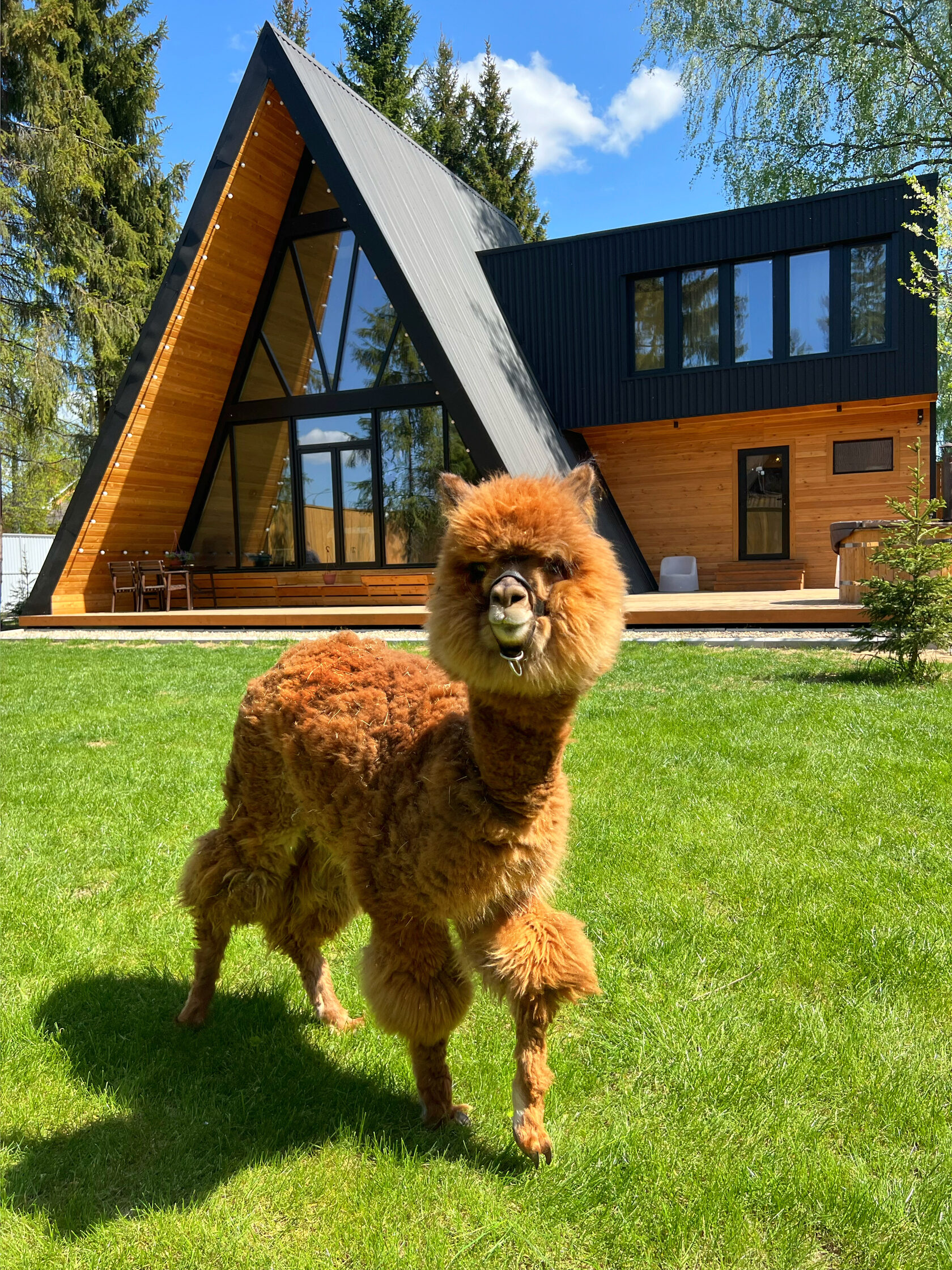 AURA Family — фото 1