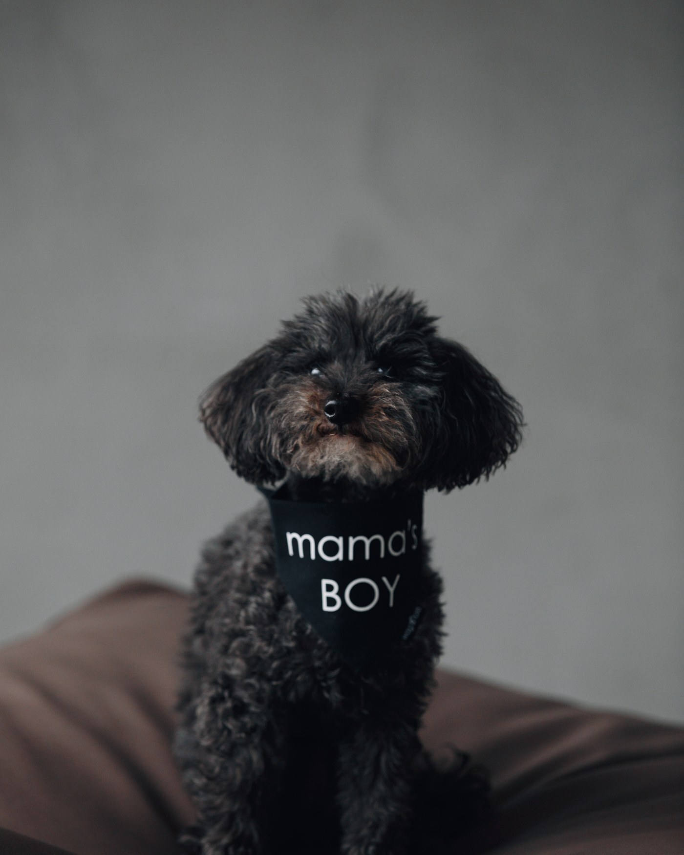 Мёрфи в бандане «mama's BOY»
