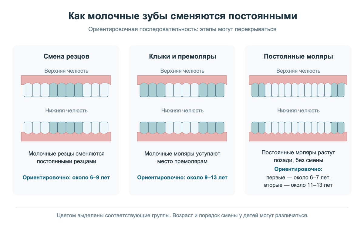 Ориентировочная схема смены молочных зубов на постоянные