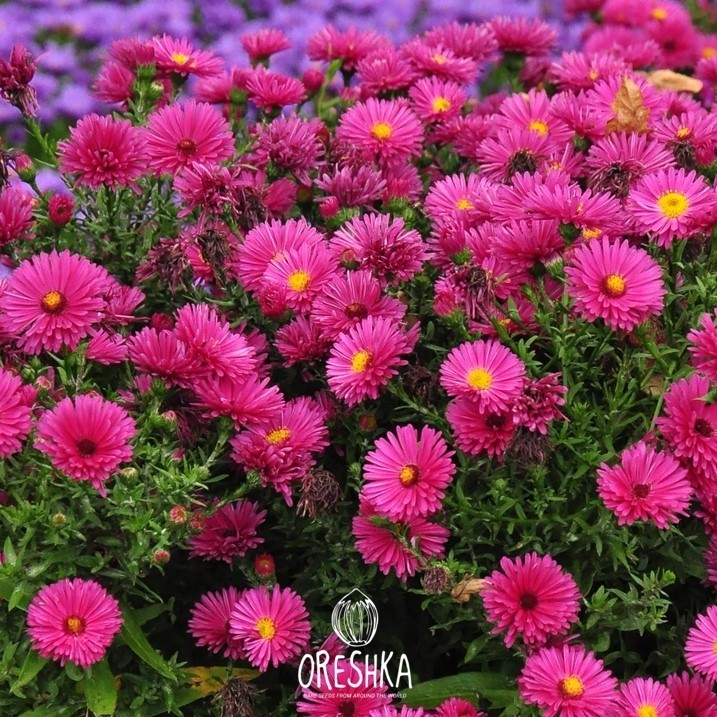 Seeds of Aster American bush (Callistephus) — 30 pcs